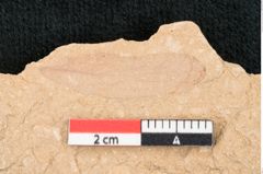 Foto (Detailansicht) von Santalum acheronticum Ettingshausen (NHMW-GEO-2024-0188-7928)